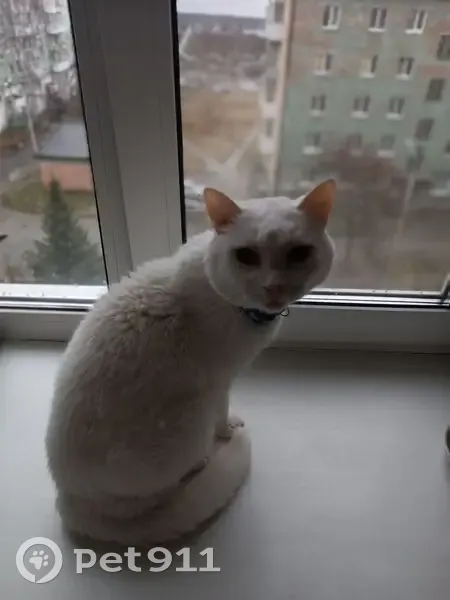 Пропала кошка, ул. Карла Маркса 43, Верхняя Салда - photo