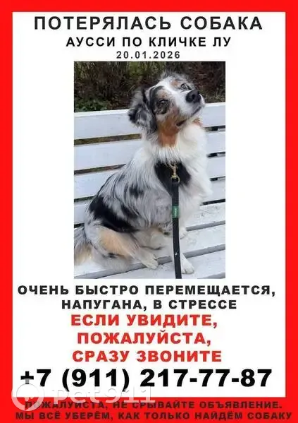 Пропала собака на Манчестерской, СПб - photo