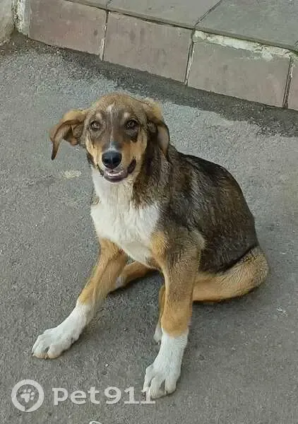 Пропала собака, Дачная ул., Рассказово - photo