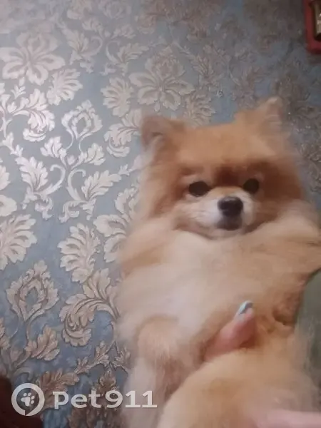 Пропала собака, Вокзальная 10, Ставрополь - photo