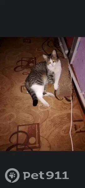 Пропала кошка, Химгородок, Волгоград - photo