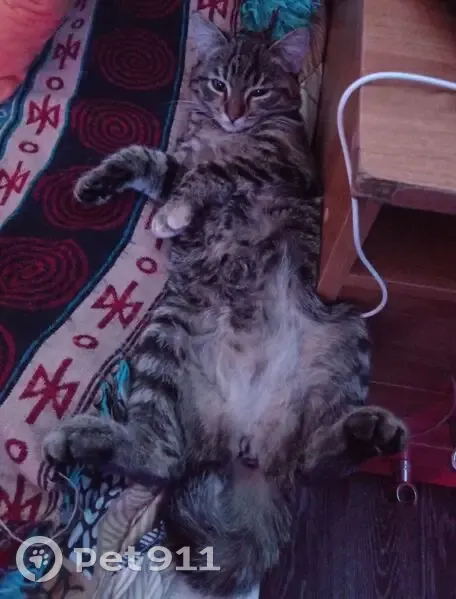 Пропала кошка, Первомайская 17, Архангельск - photo