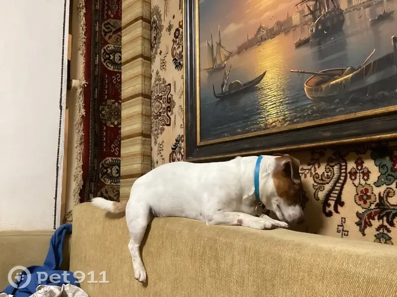 Пропала собака в Галушино, МО - photo