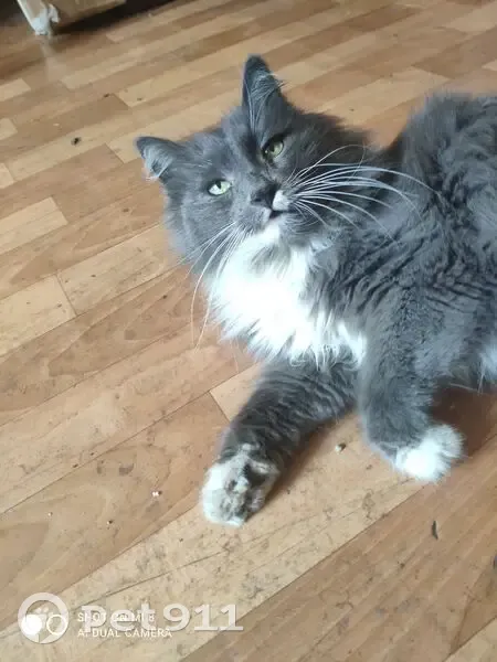 Пропала кошка, Юпитерский пер. 2, НН - photo