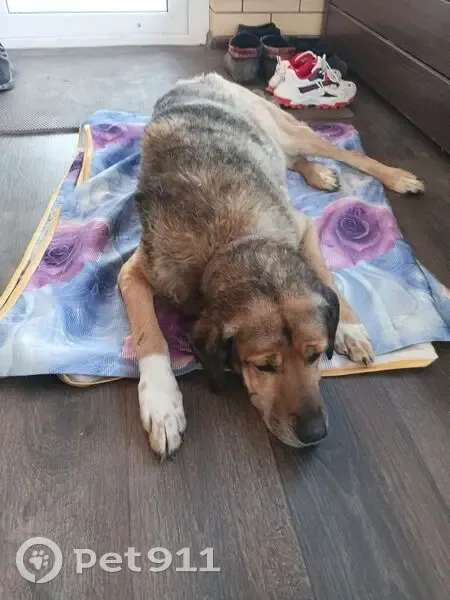 Пропала собака, 1-я Затонская, 1, Астрахань - photo