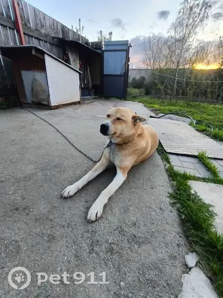 Пропала собака, Гидростроительная 83 - photo