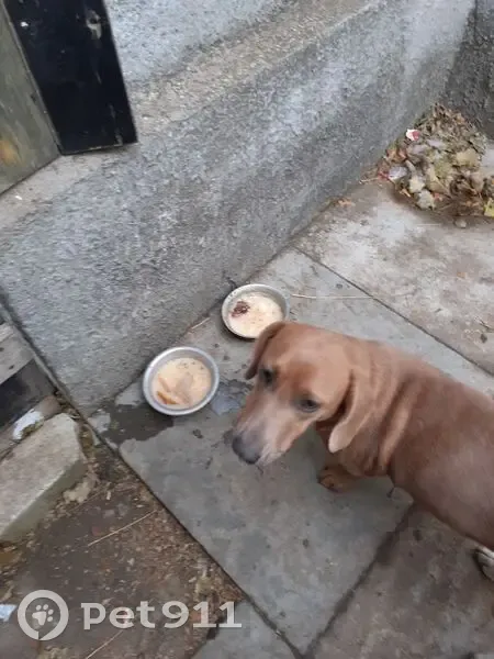 Пропала собака, Больничная ул. 58, Каневская - photo