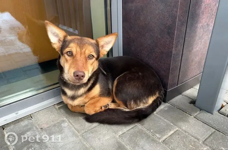 Пропала собака на Лесной улице, Ефремов - photo