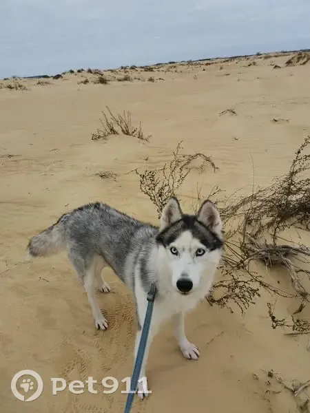Пропала хаски в Курске, 14-я дорожка - photo