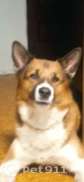 Пропала собака, ул. Р. Люксембург, 18 - photo