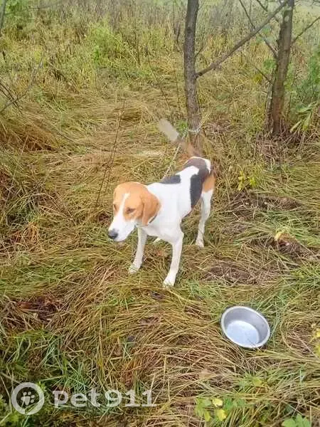 Пропала собака в Майнском, Ульяновская обл. - photo