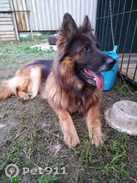 Пропала собака на Пойменной, 10, Оренбург - photo