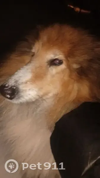 Пропала собака в Бердске, Новосибирская обл. - photo