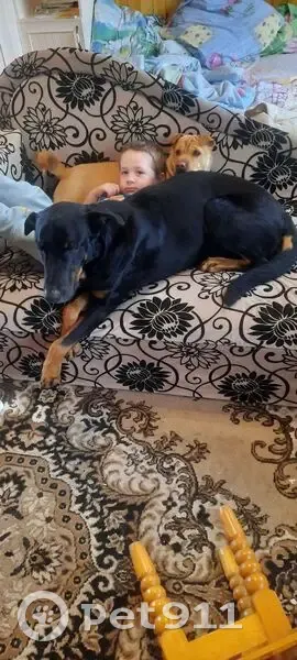 Пропала собака, Кузнечная ул., Мальково - photo