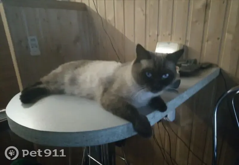 Пропала кошка, Советская ул., Широкое - photo