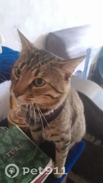 Пропала кошка на ул. Конституции СССР, 24/1 - photo