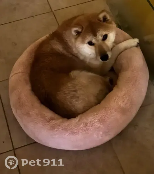 Пропала сиба-ину в Вязниках, Владимирская обл. - photo