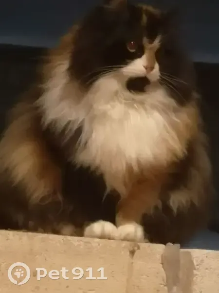 Пропала кошка, Вишнёвая ул., Новая Слобода - photo