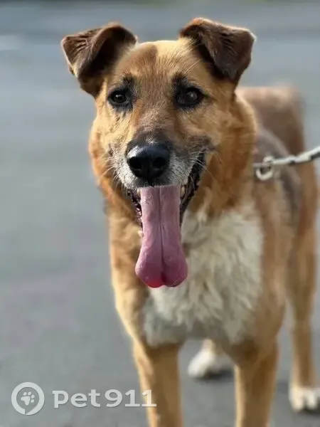 Пропал Гектор, Сандальская наб., 9, Кондопога - photo