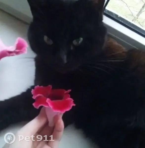 Пропала чёрная кошка, ул. Подвойского - photo