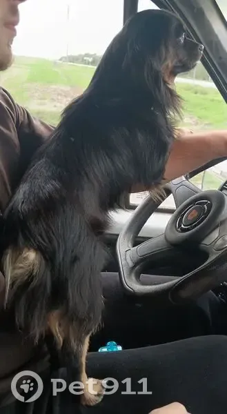 Пропала собака, А-167, Обильное - photo