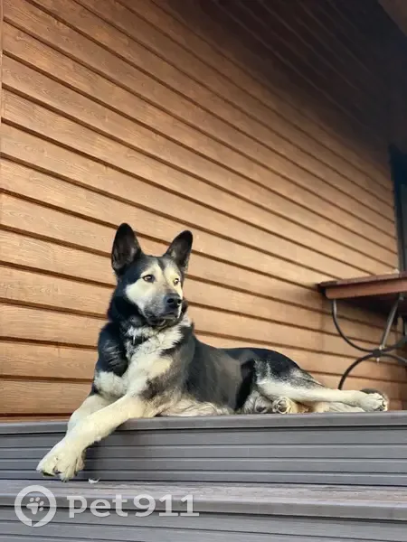 Пропала собака, Малиновка, Челябинская обл. - photo