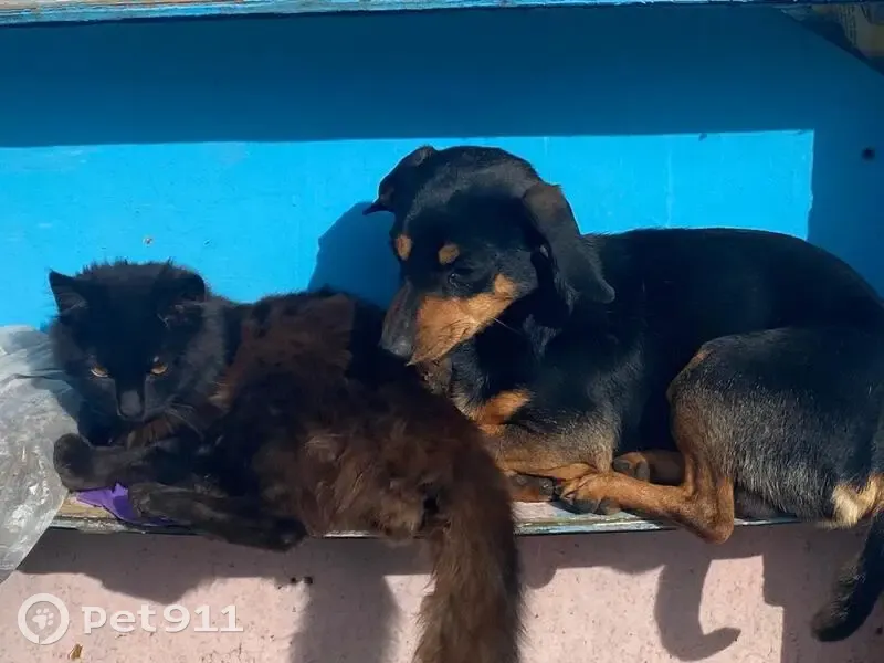 Пропала собака, Садовая 12, Алфимово - photo