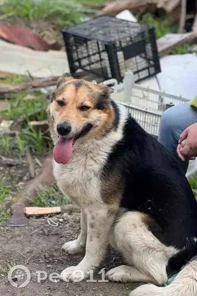 Пропала собака, Заовражная ул., Вольный - photo