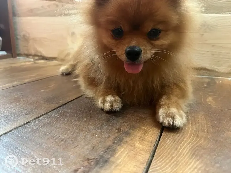 Пропала собака на Ленина 88/25В, Онега - photo