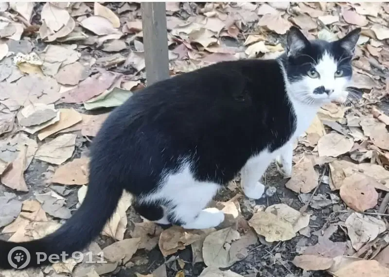 Пропала кошка, Садовая ул. 75, Сочи - photo