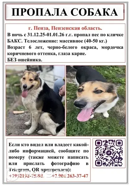 Пропала собака, Степановский с/с, Пенза - photo