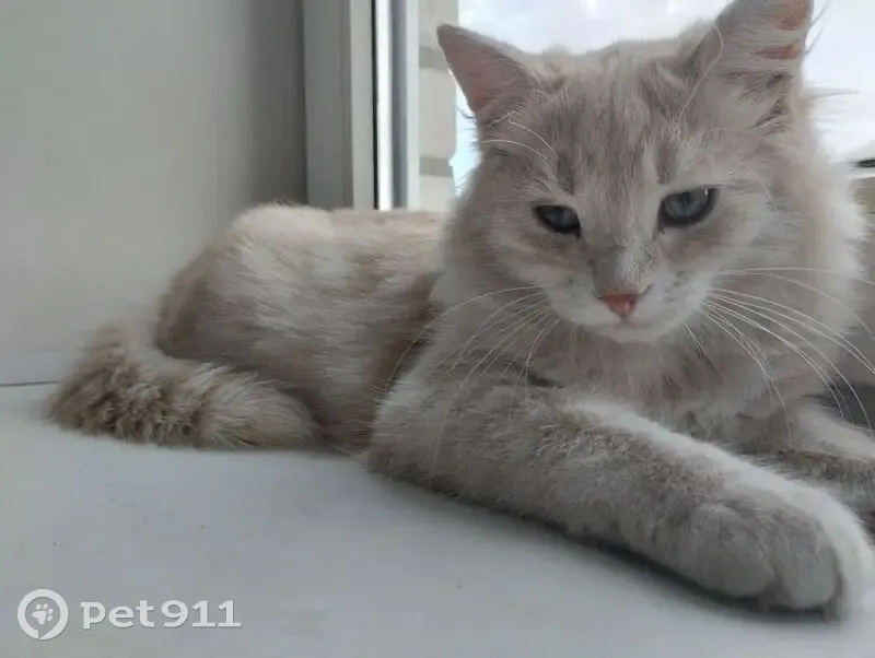 Пропала кошка, ул. Кривошеина, Воронеж - photo