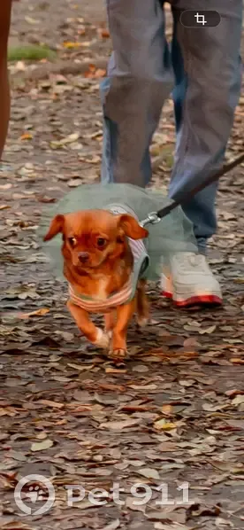 Пропала собака на Дубовой аллее, Краснодар - photo