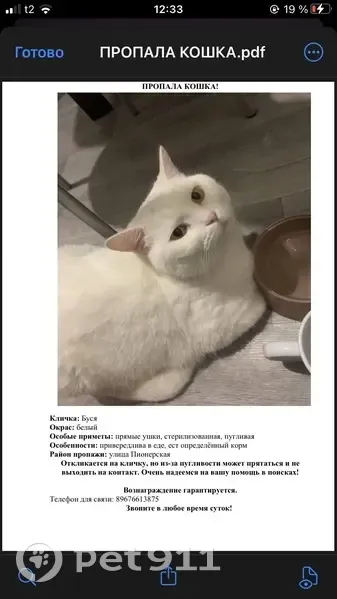 Пропала белая кошка, Пионерская, Кропоткин - photo