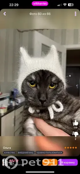 Пропал кот Феликс, ул. Рихарда Зорге, 42 - photo