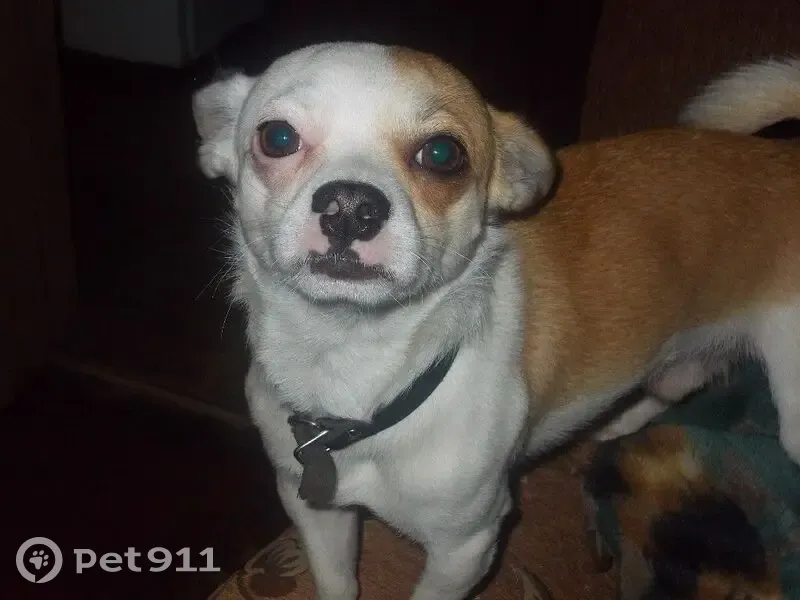 Пропала собака, Рязань, Рязанская обл. - photo