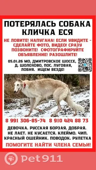 Пропала собака, Марфино, 126 - photo