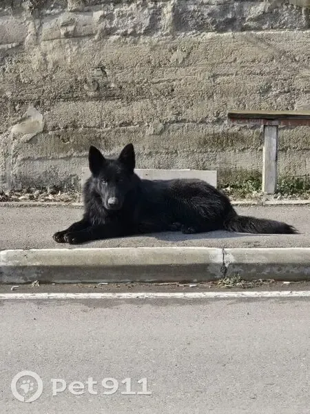 Пропала овчарка, Уссурийская 29/1, Краснодар - photo