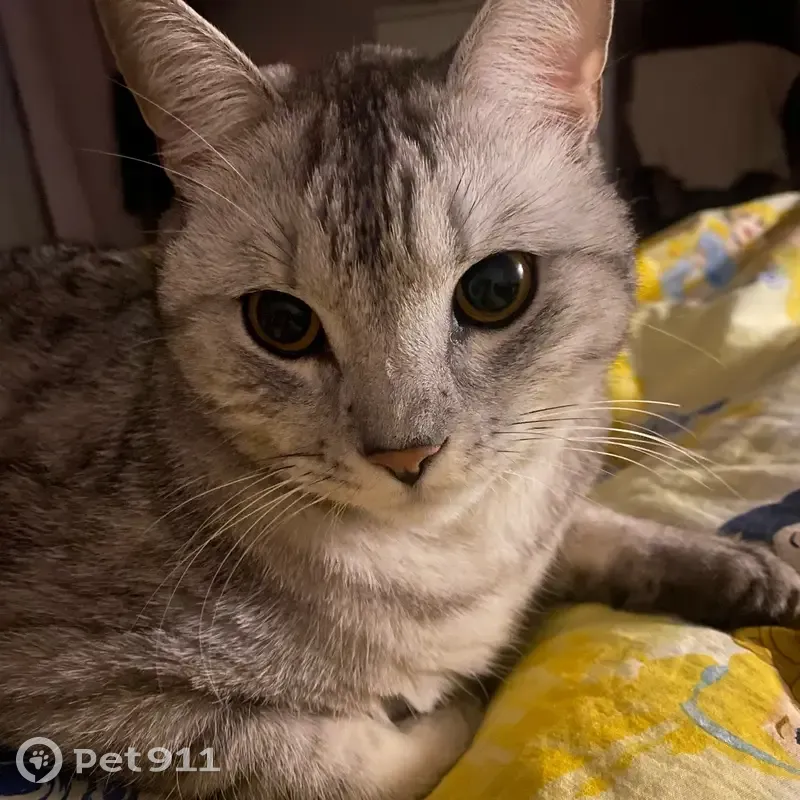 Пропала кошка, ул. Гидростроителей 21, Краснодар - photo