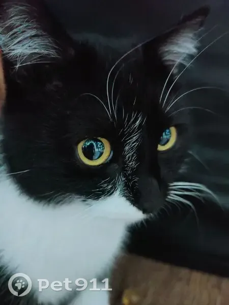 Пропала кошка, Красноармейская 9, Тихорецк - photo