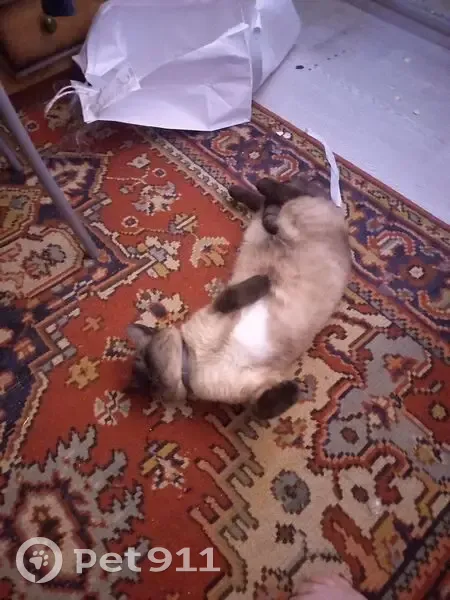 Пропал сиамский кот, Ноябрьская 54, Оренбург - photo