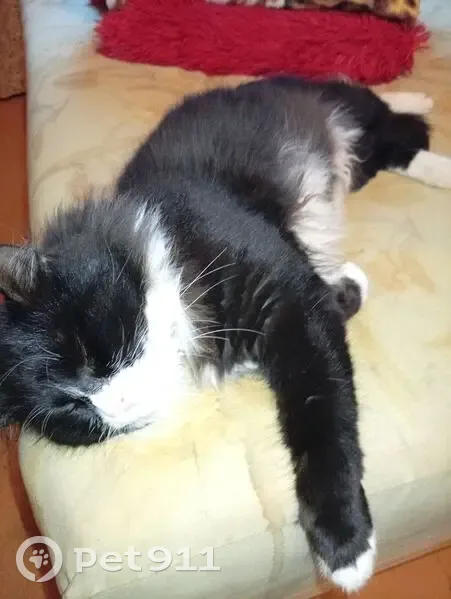 Пропала кошка, ул. Чкалова 23, Рязань - photo