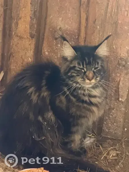 Кошка найдена в снегу, Смоленск - photo