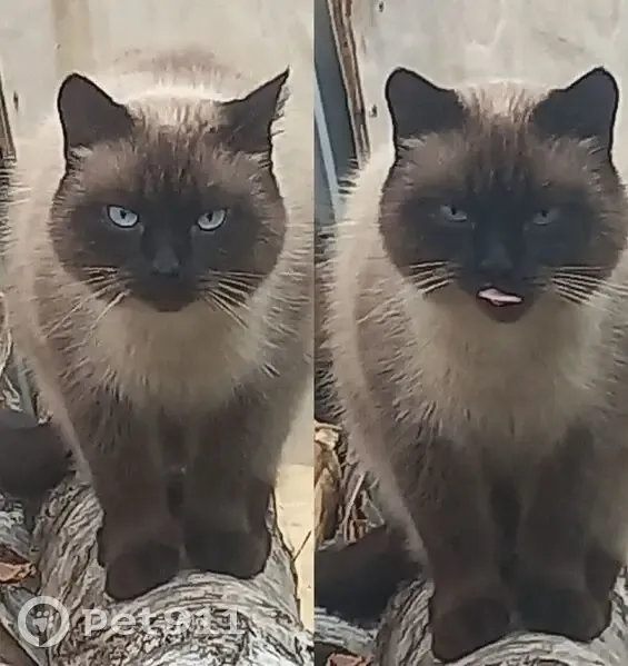 Пропала кошка на ул. Земляной Вал, Тюмень - photo