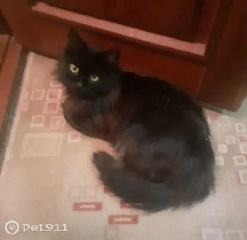 Пропала кошка, Басандайская ул., Томск - photo