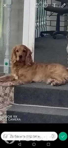 Пропала собака в Крапивенском СП, Тула - photo