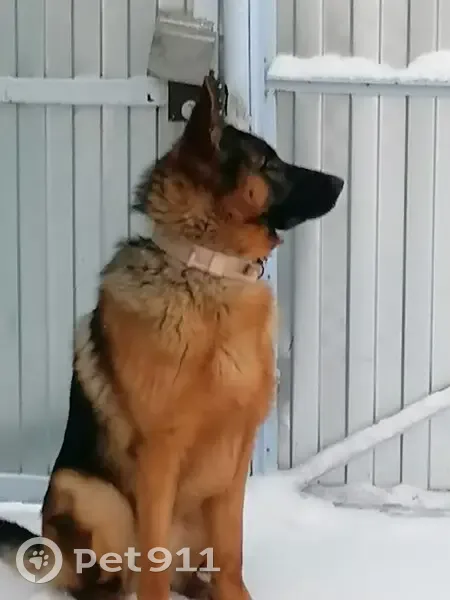 Пропала собака, ул. Ульянова, 2В, НЧ - photo