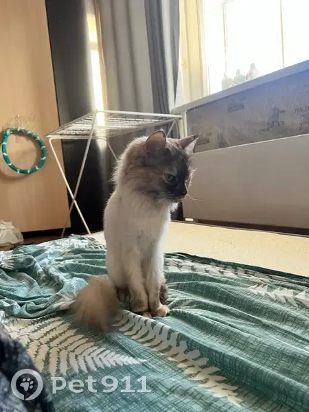 Пропала кошка, Свердловская 141, Крск - photo