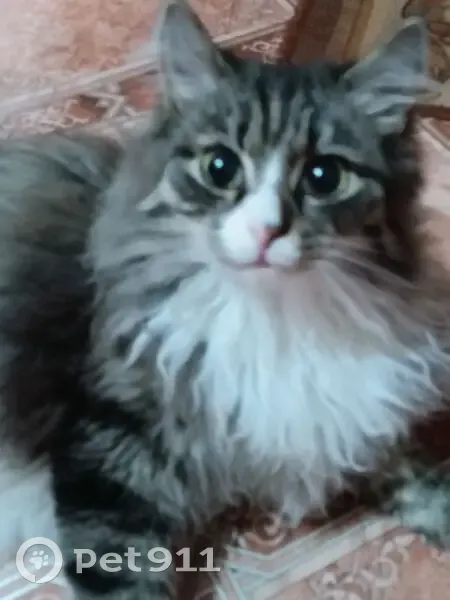 Пропала кошка на Дзержинского, 35, Белово - photo