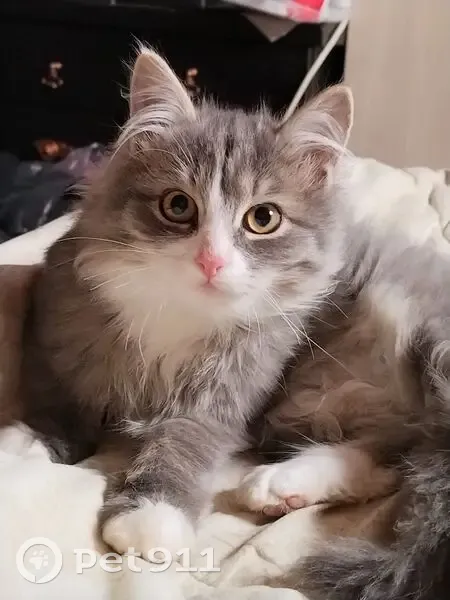 Пропала кошка Стёпа, Глазово 40 - photo